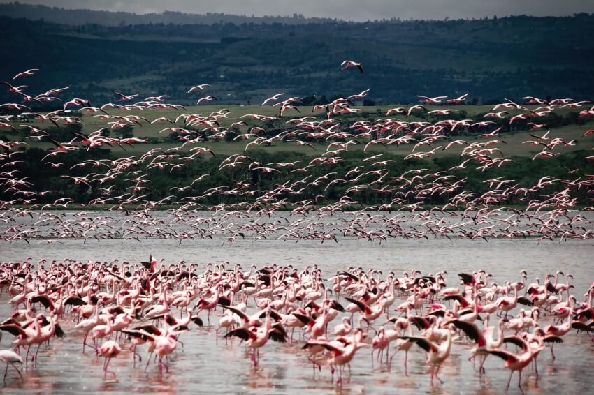 Kenya’s Natural Resources Locations, Discoveries, Viability, Export Potential, And Economic Impact